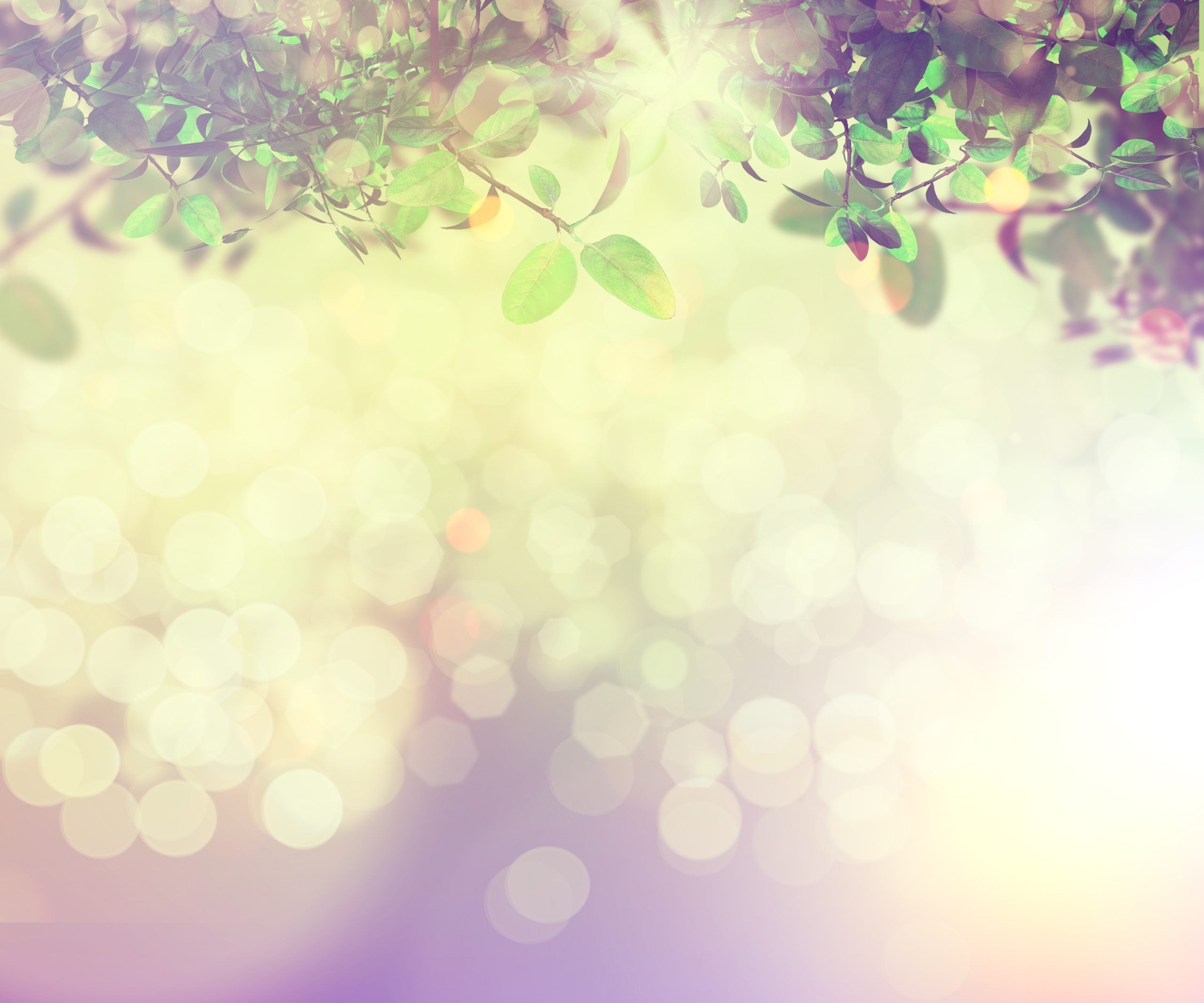 Nature background of leaves 